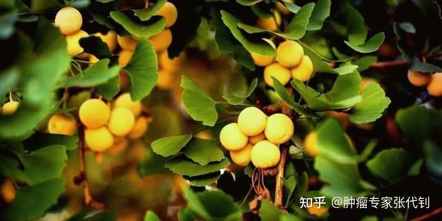 这种秋天遍地没人要的果子，原来竟是药材 - 知乎