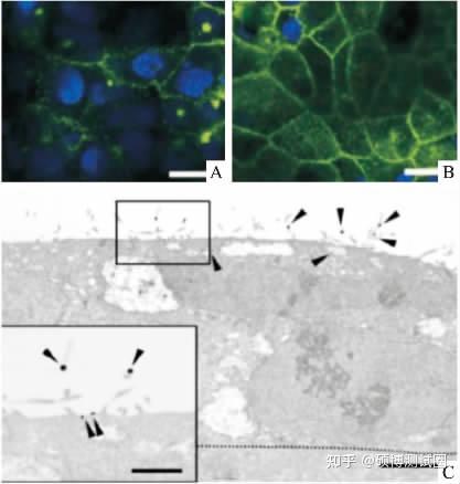 一文读懂原子力显微镜(AFM)在生物中的应用及常见测试问答 - 知乎