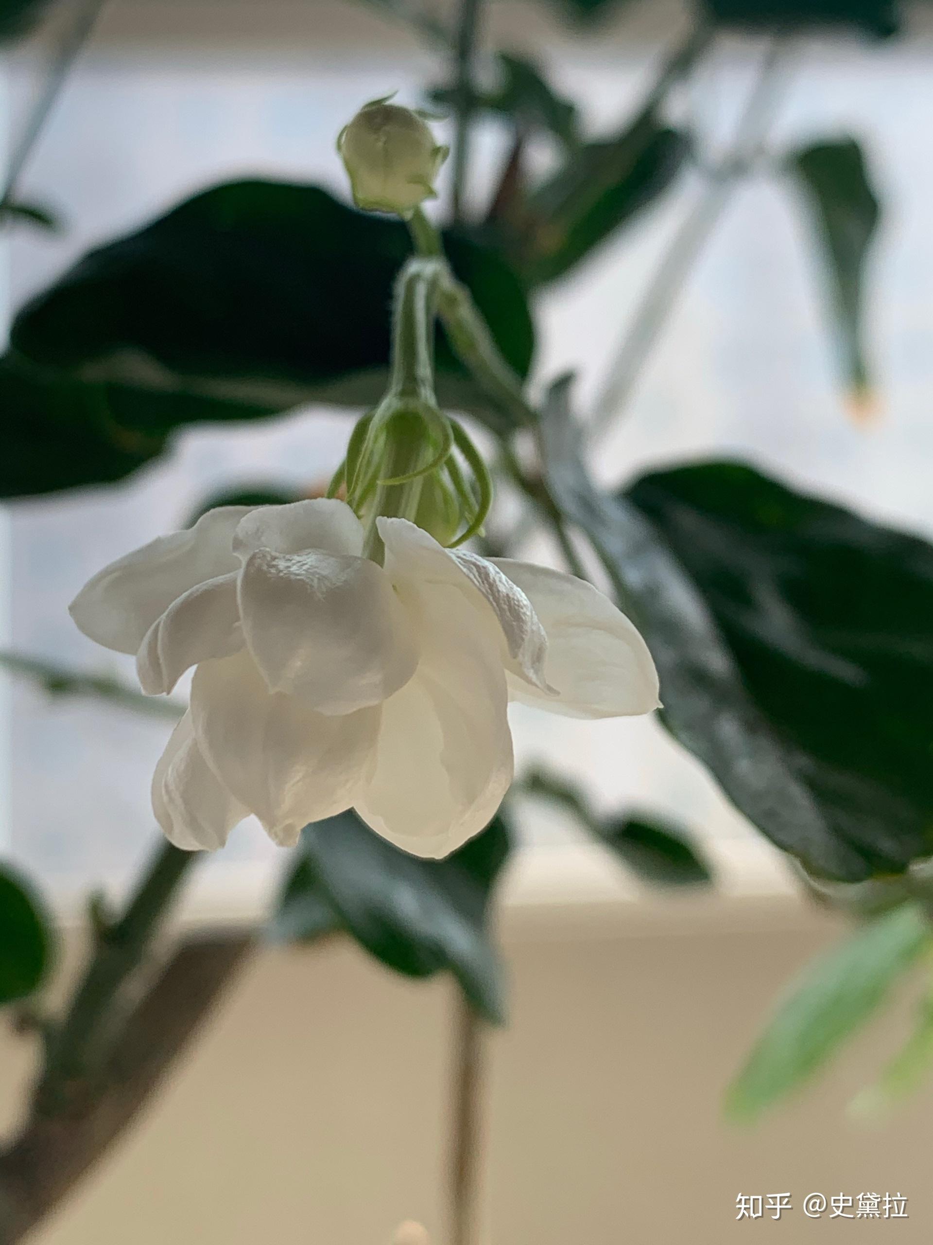 记录第一盆养活的茉莉花儿～ - 知乎