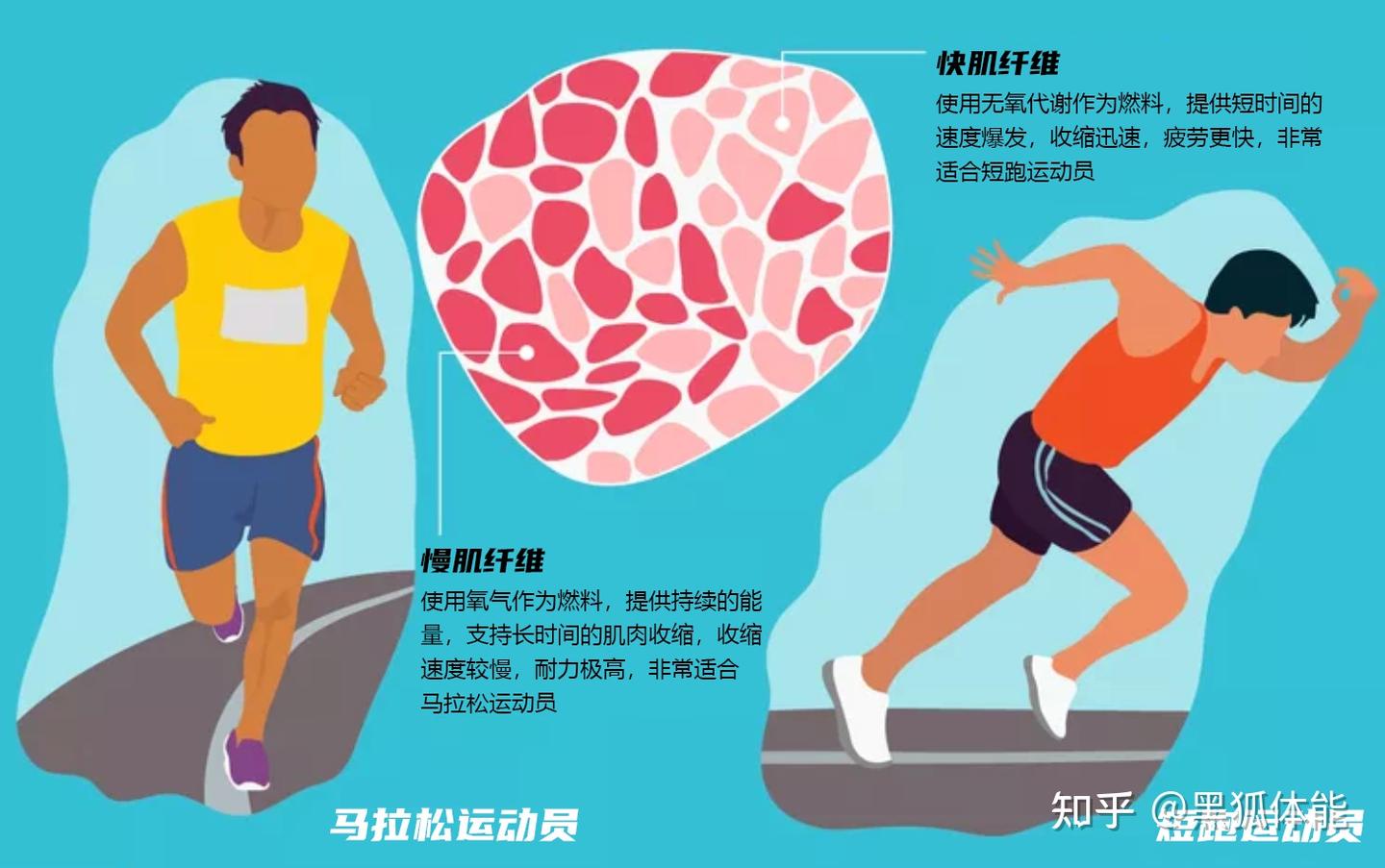 肌肉纤维类型:快肌与慢肌 - 知乎