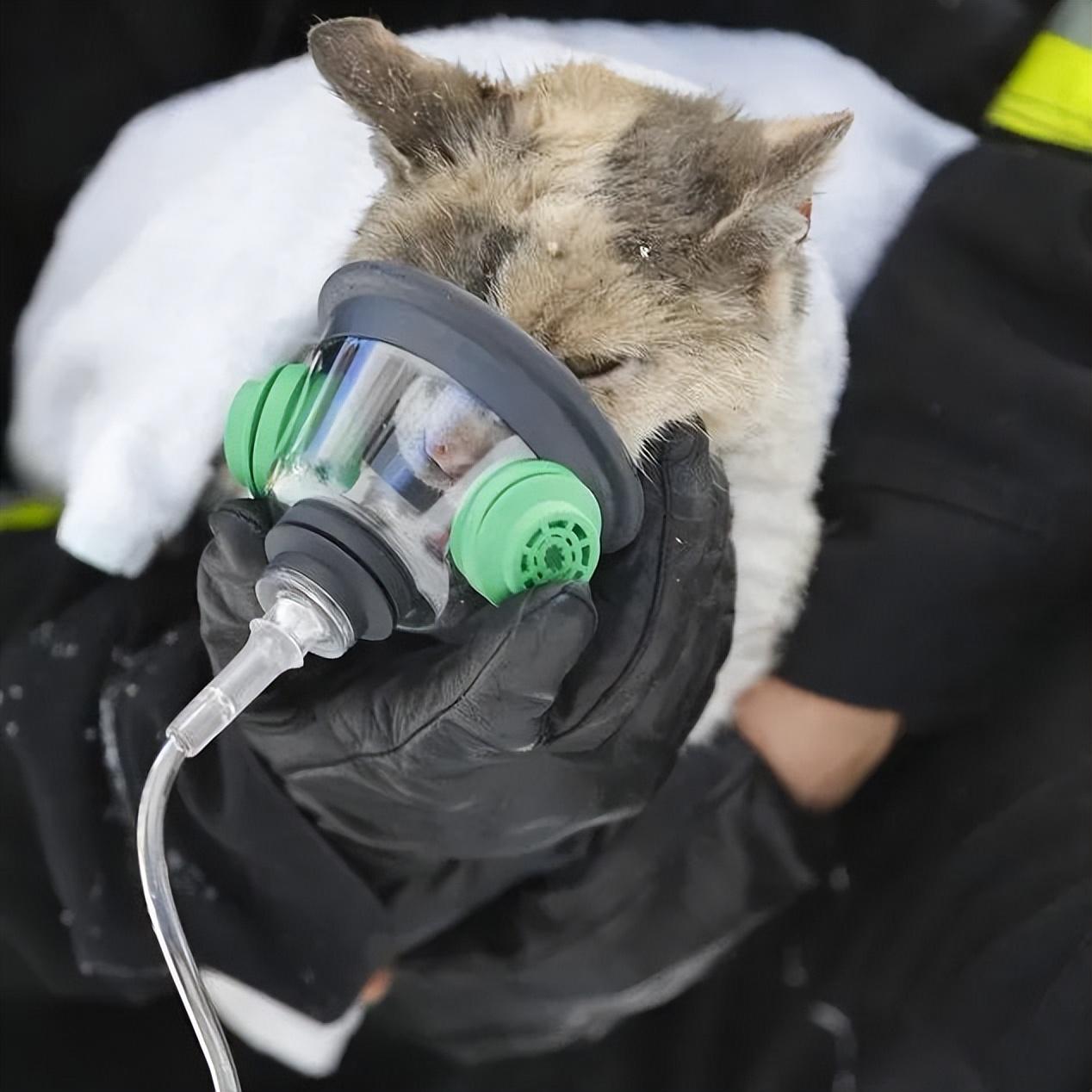 猫咪正常呼吸的样子图片