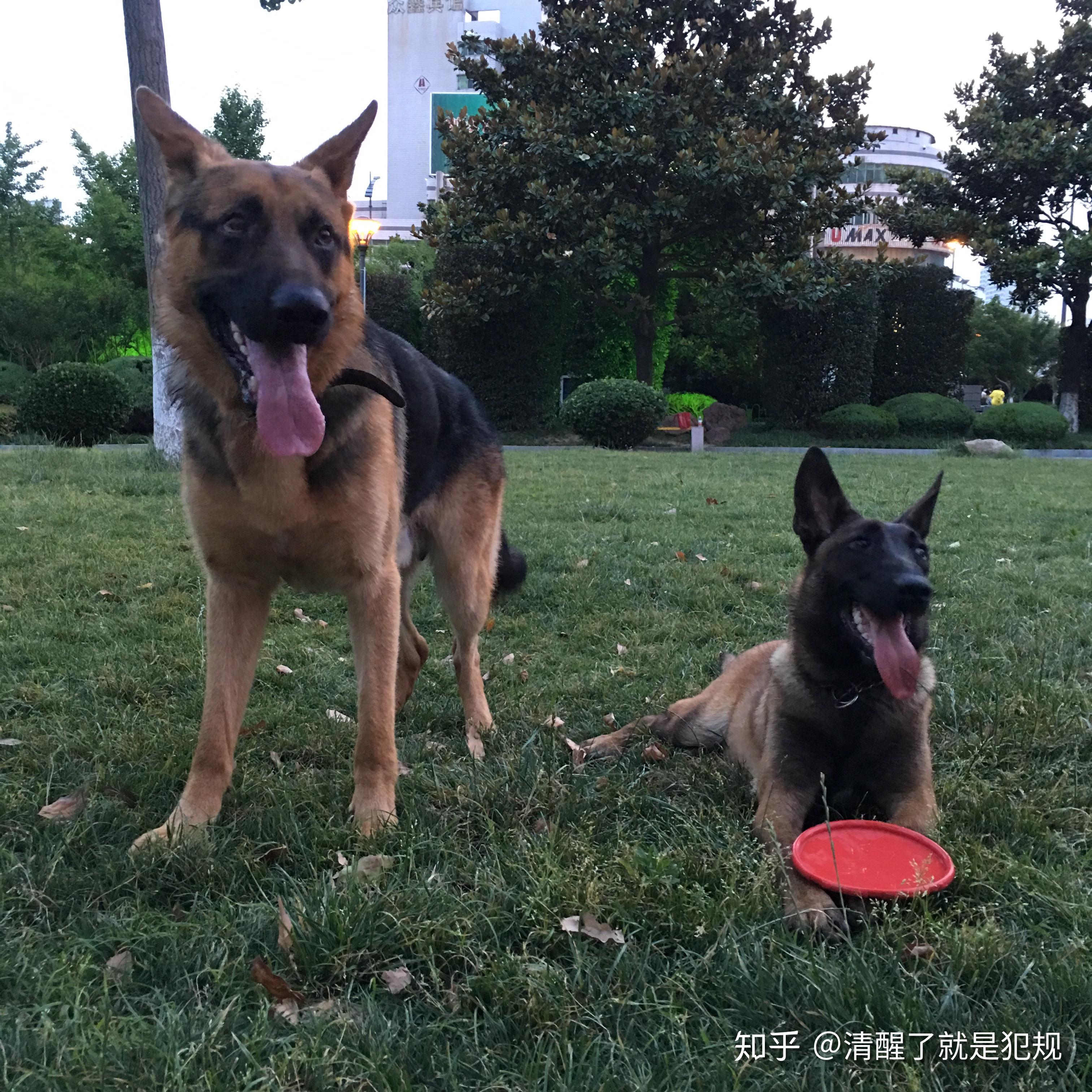 Ar.B犬隻訓練學園( IACP Professional Dog Trainer ): 上門犬隻訓練 --- 史立莎犬x2(服從,花式)及 ...
