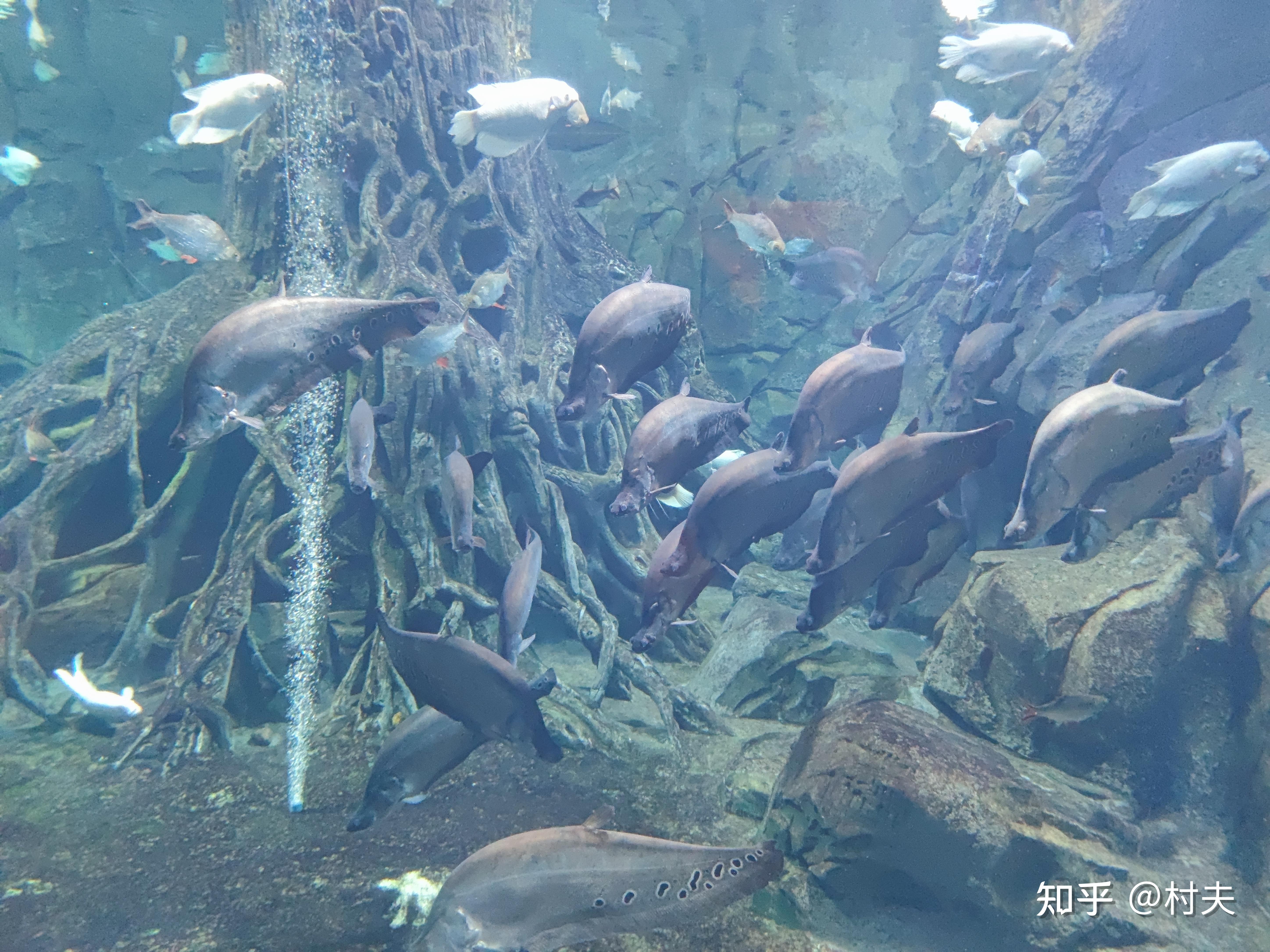 海南旅游体验儋州篇(九)——海花岛海洋乐园 - 知乎