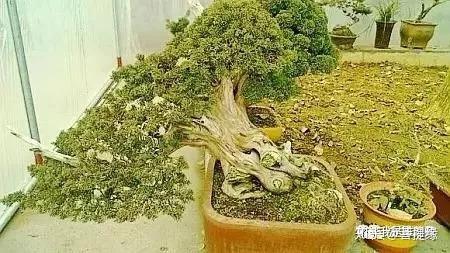 看一看日本艺人对珍稀树木保护的执着与尊重 知乎