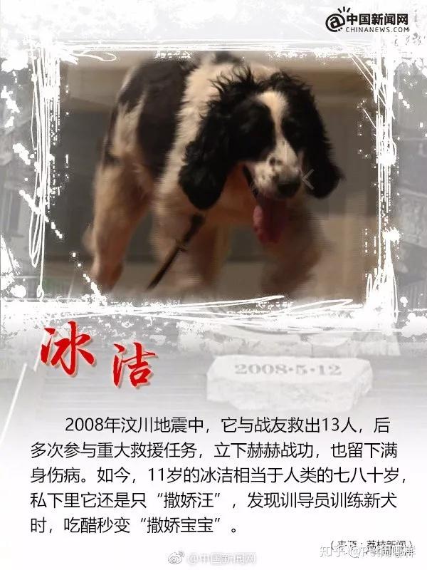 冰洁才1岁多,它的训导员欧阳洪洪也才24岁,冰洁是他带的第一只搜救犬