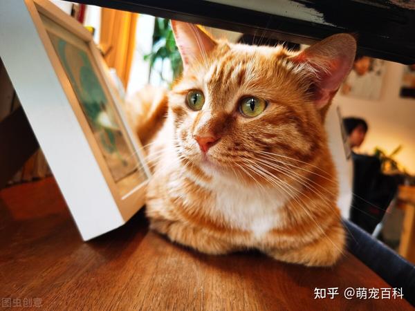 猫咪“揣手手”的6个意思，你知道几个呢？ - 知乎