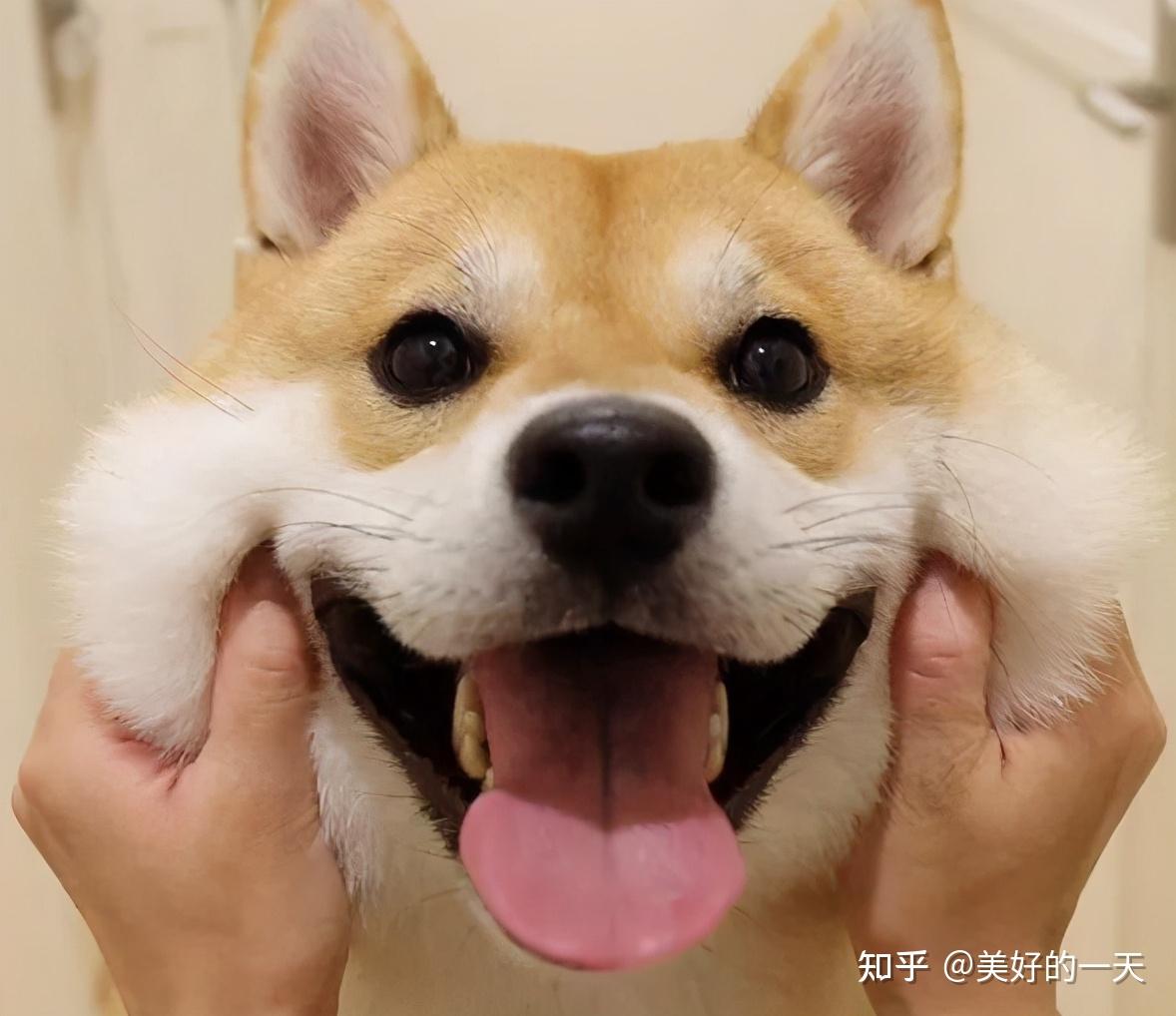 露出笑脸,讨好你