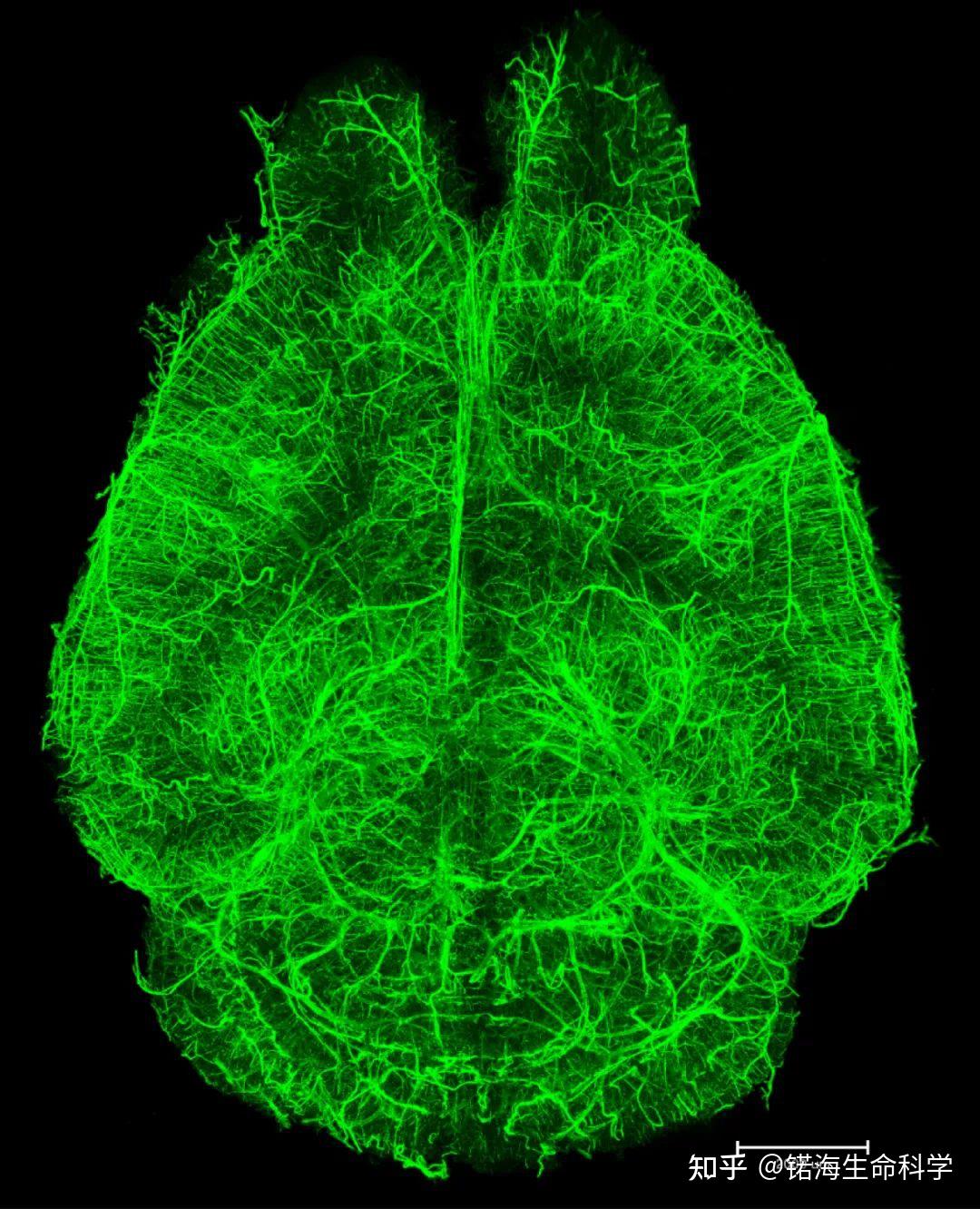 锘海ls18平铺光片显微镜高分辨率血管成像重磅来袭