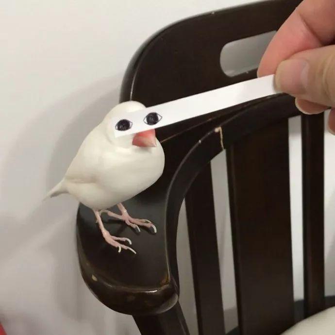 别人养鸟是逗乐而这对岛国夫妇却是为了给鸟配沙雕表情