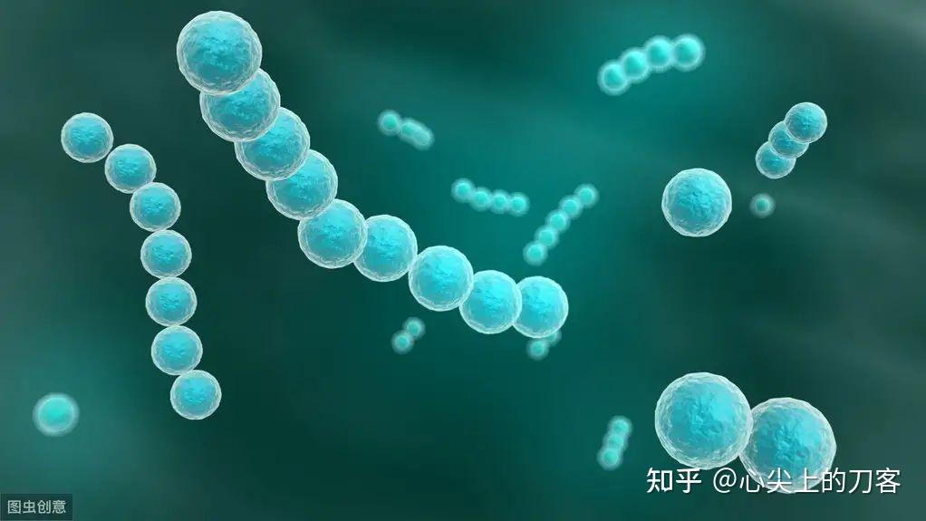 当感染甲族乙型溶血性链球菌时,常引起喉咙疼痛(喉咙炎),而后在1~6周