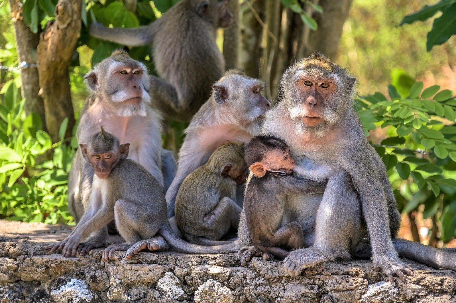 巴厘岛猴群出现智慧迹象?用经济学原理打劫游客,让人无比崩溃