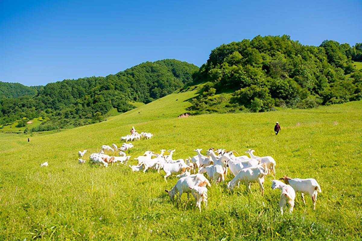 秦岭高山牧场奶源,世界黄金奶源