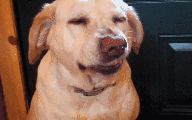 385_241gif 动态图 动图