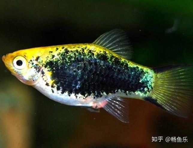 金黄日落月光鱼:该品种拥有淡淡的色彩,是极具魅力的日落月光鱼金黄型