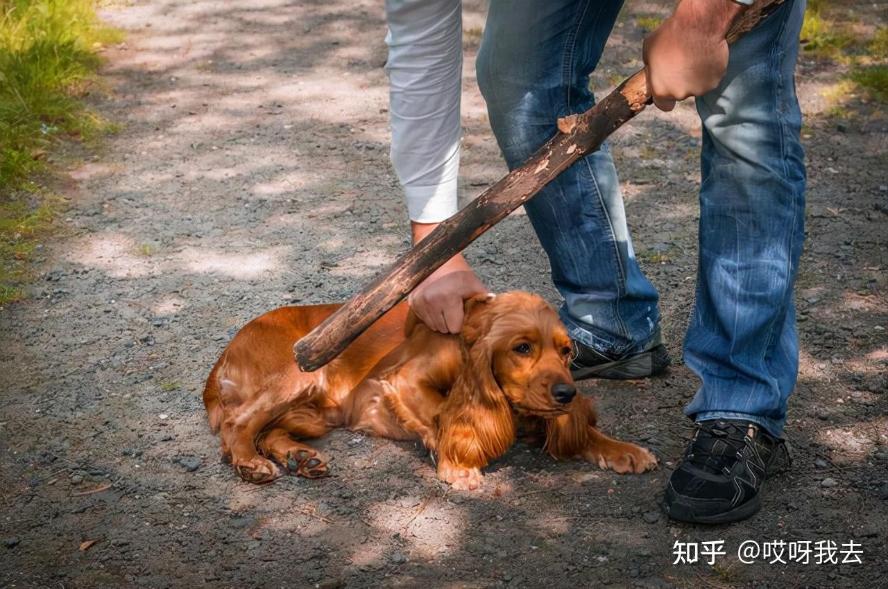 狗狗认错的表现,这样做是在跟你道歉呢!
