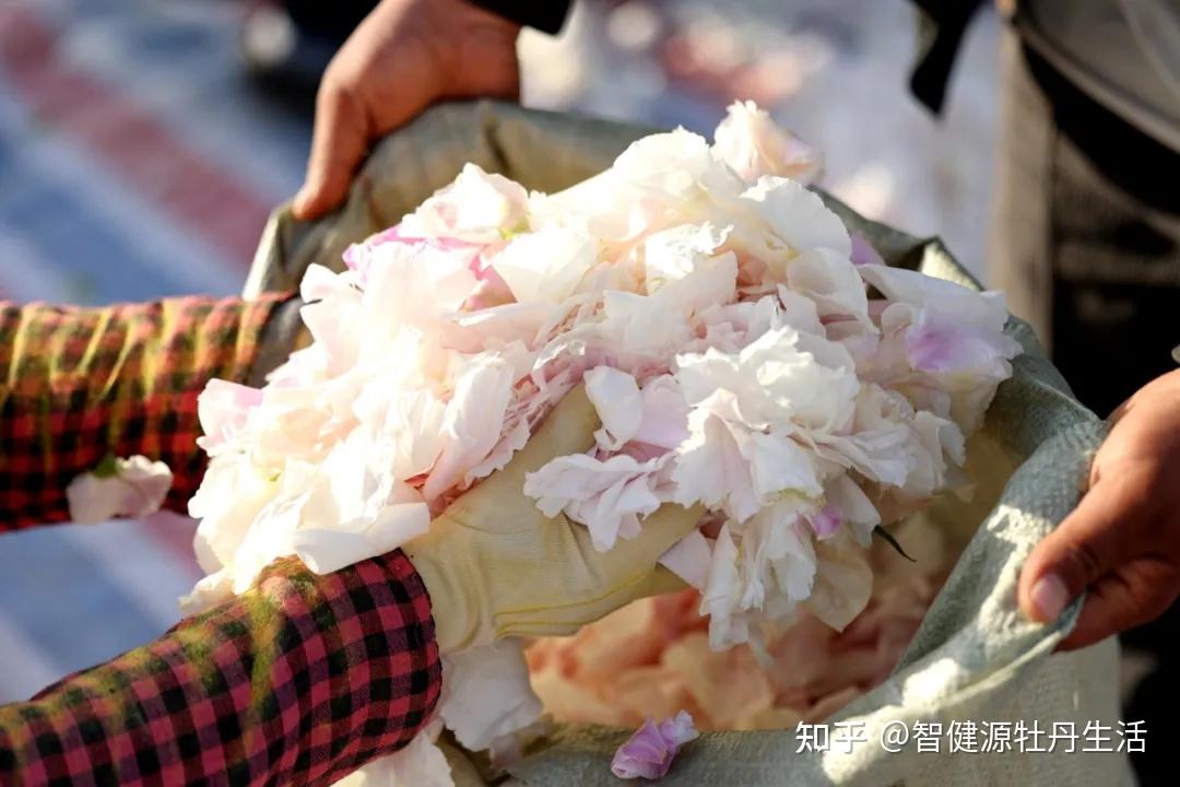 凤丹牡丹:千年传承的天然食药妆新宠 - 知乎