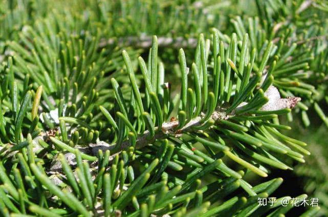 国家Ⅰ级保护濒危珍稀植物我国贵州特有的古老孑遗物种梵净山冷杉