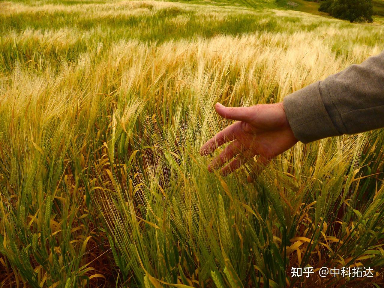 小麦增产有多难?一拌两喷轻松高产 - 知乎