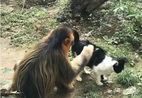 貓咪不愧是最受歡迎的動物之一啊,就連猴子都忍不住想要去