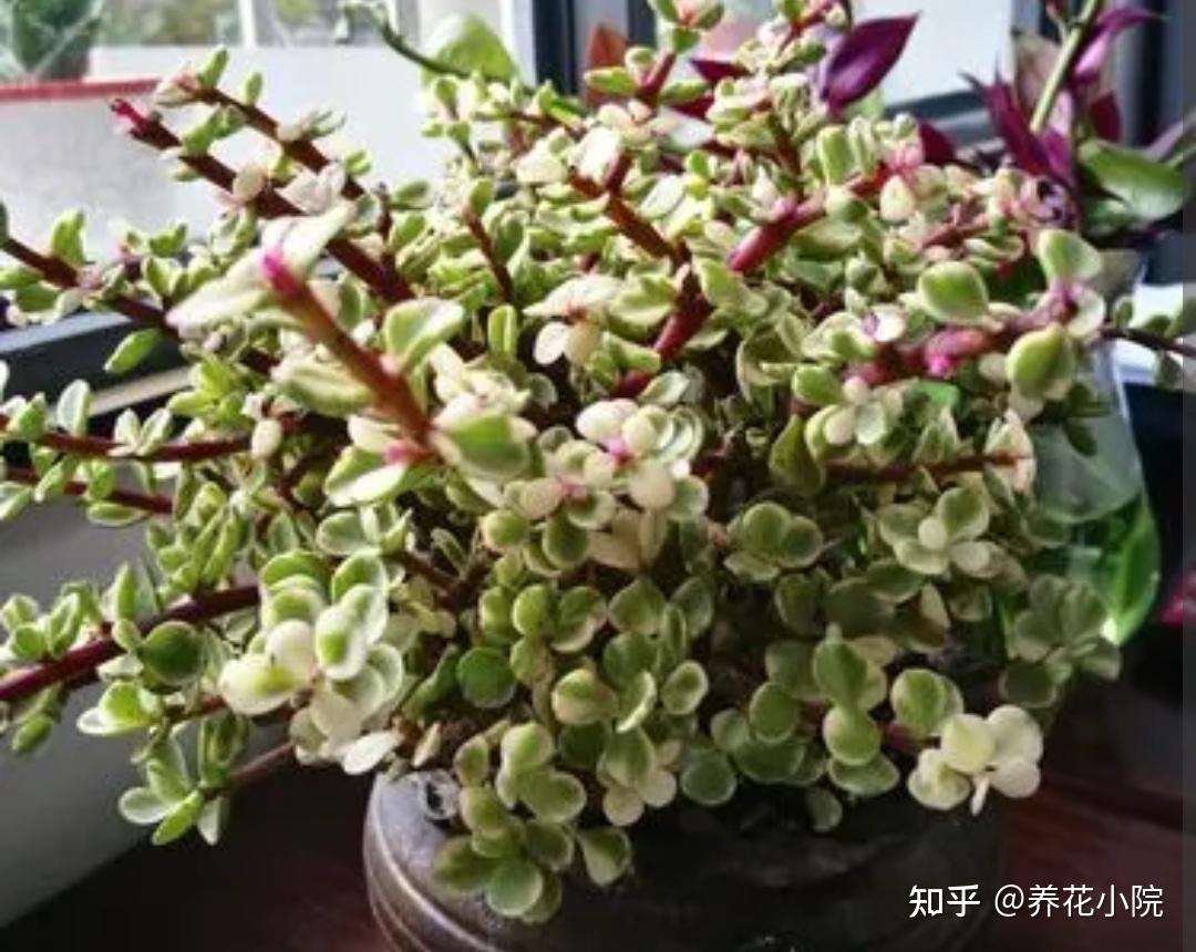 养多肉雅乐之舞避开4个错误长得旺盛叶子饱满翠绿