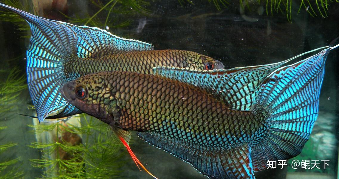 鲲天下鱼类百科中国的原生斗鱼有哪些