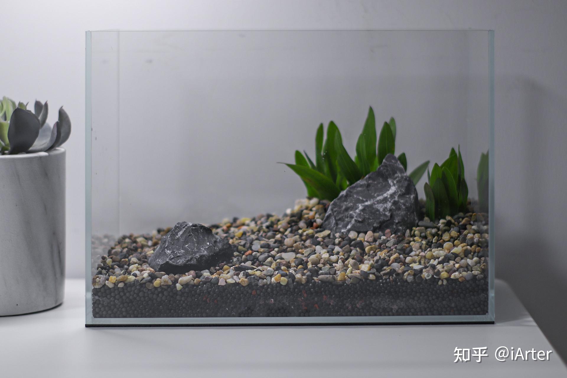 新年了，开个不打氧无过滤无加热无底泥的生态缸给大伙助助兴 - 知乎