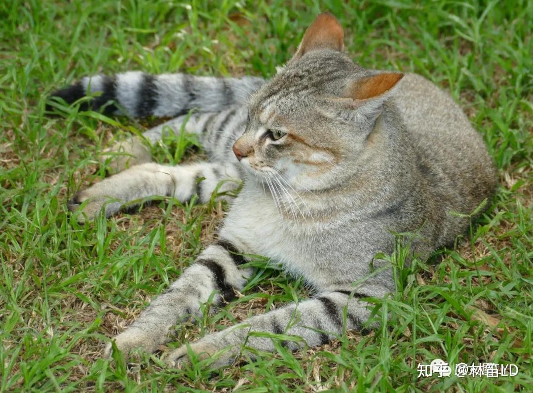 家猫是怎么来的?——我们从斑猫看起 - 知乎