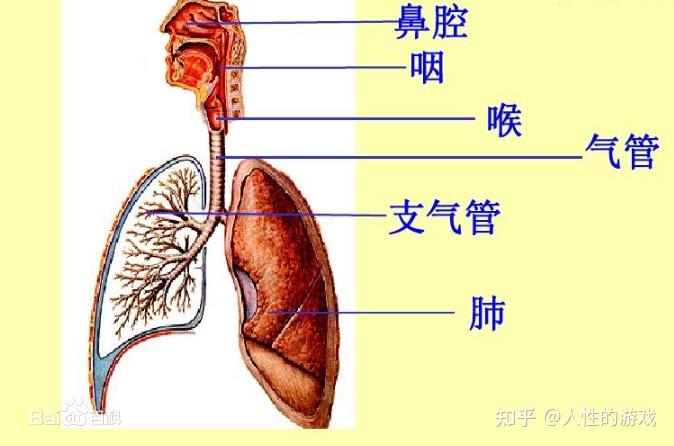 见《欧几里得194》…发音器官(百度百科):人体参与发音活动的器官