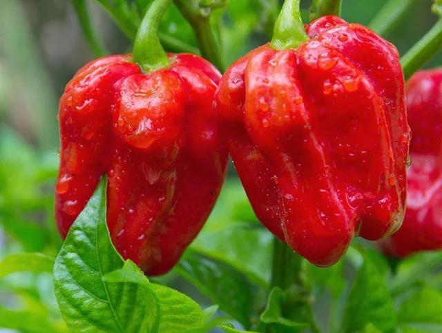 把辣度为500000度的魔鬼辣椒蒸着吃或涮着吃,结果…… - 知乎