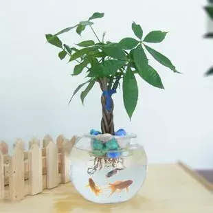 水培植物和小鱼儿的和谐相处窍门 知乎