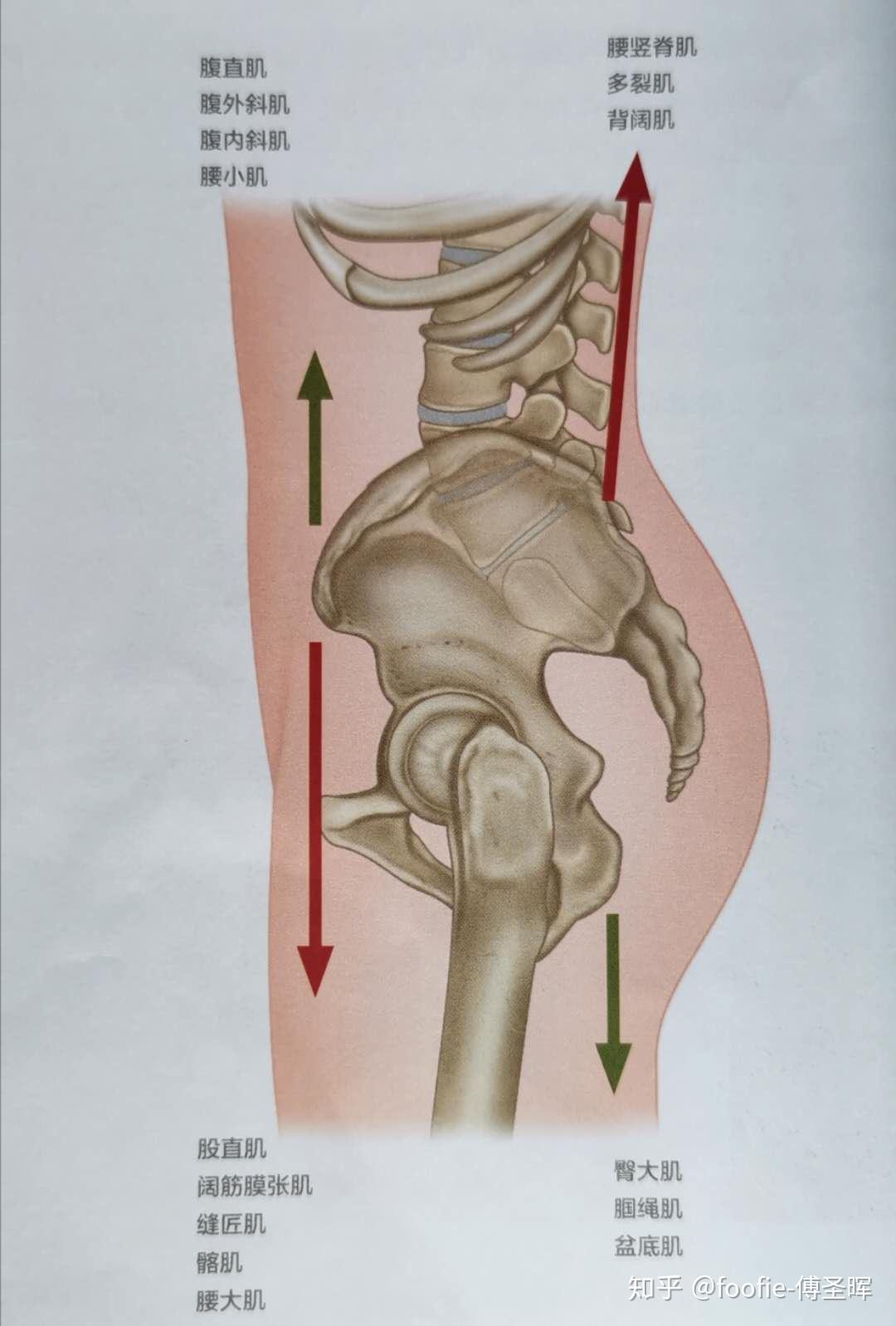 影響骨盆前後傾的肌肉力偶如下圖通過改變股骨頭在髖臼窩內的位置