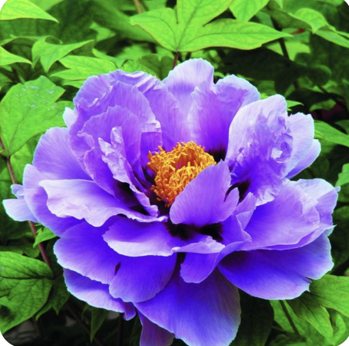 花之国宝牡丹花