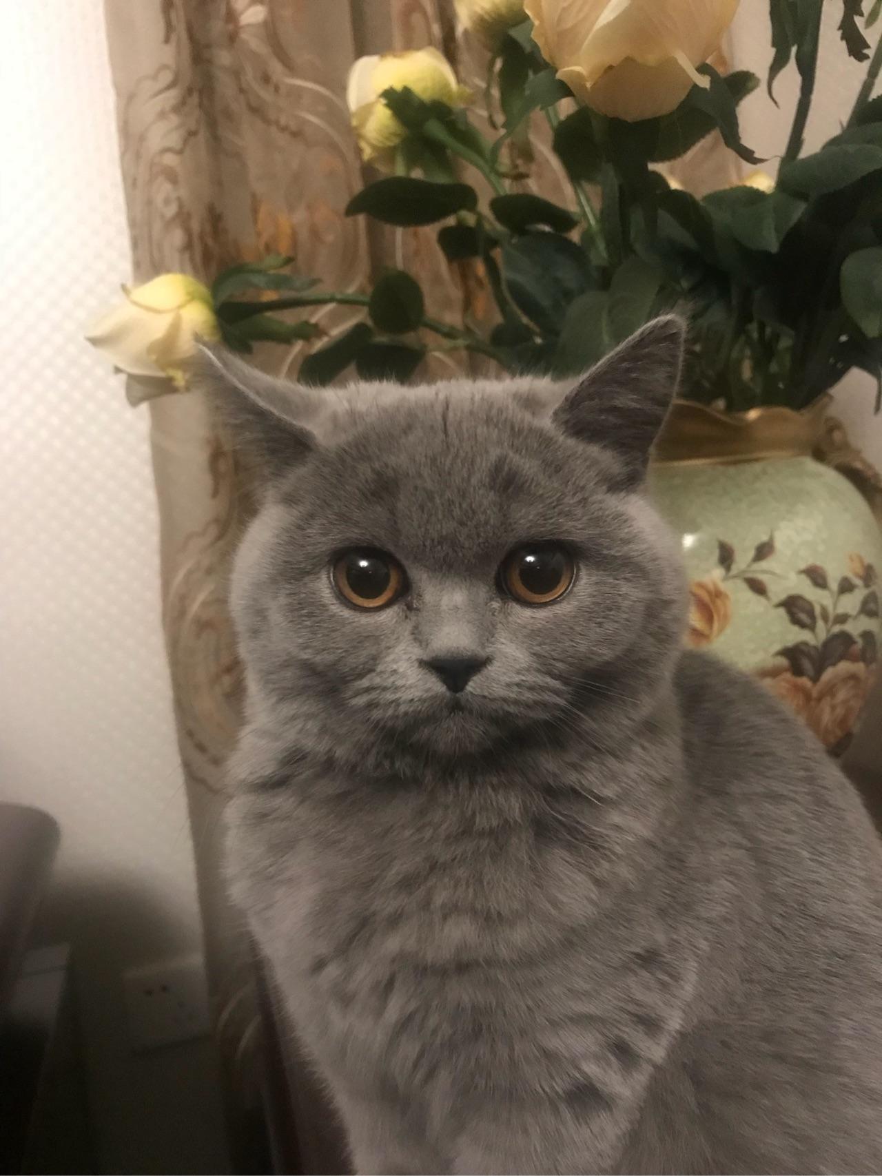 求助两个多月的英短蓝猫吃什么好