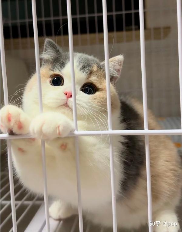新手养猫必看!不要冲动养猫 - 知乎