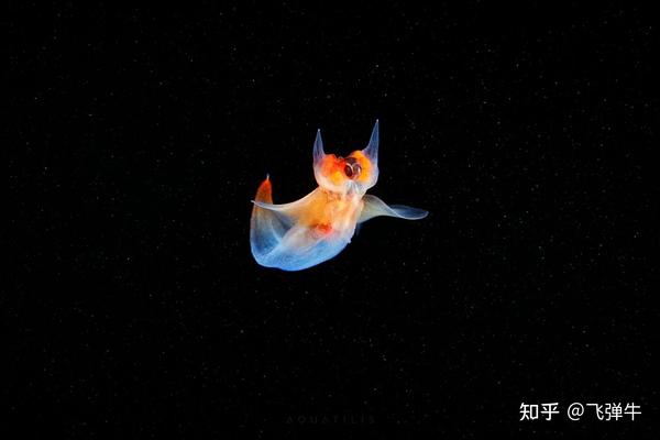 被称为“海天使”的裸海蝶其实是个残酷的天使 - 知乎