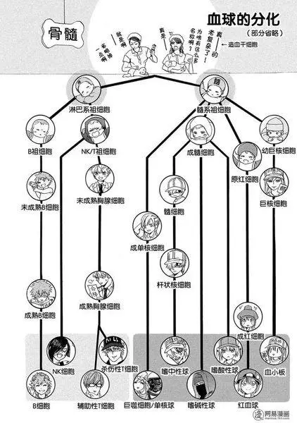 你知道可爱的血小板哪来的吗? | 工作细胞 - 知乎