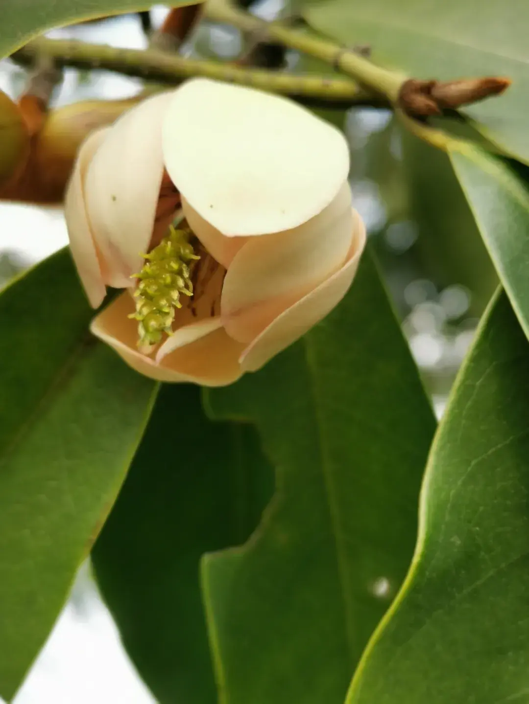 木兰嘉树美毛含笑盛放在江西马头山的金瓣玉葩