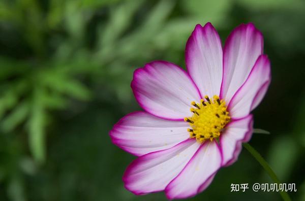 11月2日十二星座运势红榜下 双鱼座运气棒棒哒 贵人运很给力 知乎