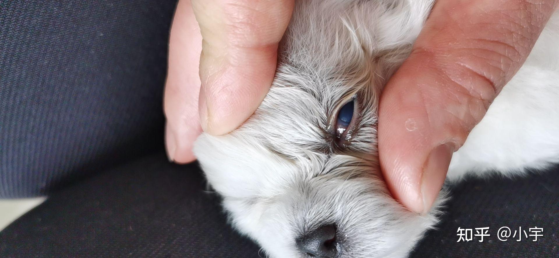 请问狗狗眼睛上面这个膜是怎么回事