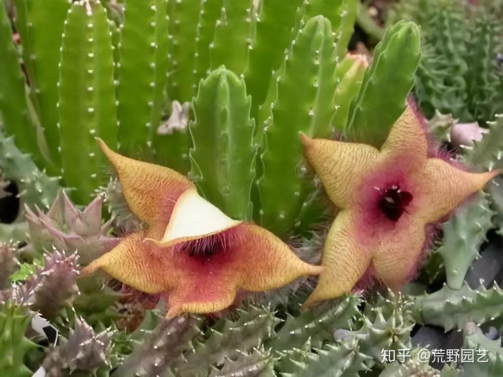 多肉上行走的海星小花犀角