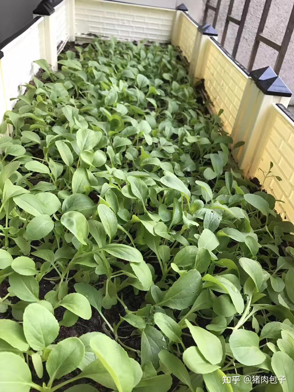 为什么中国人对在家种菜这么执着很多人都想把阳台和花园都变成菜园地