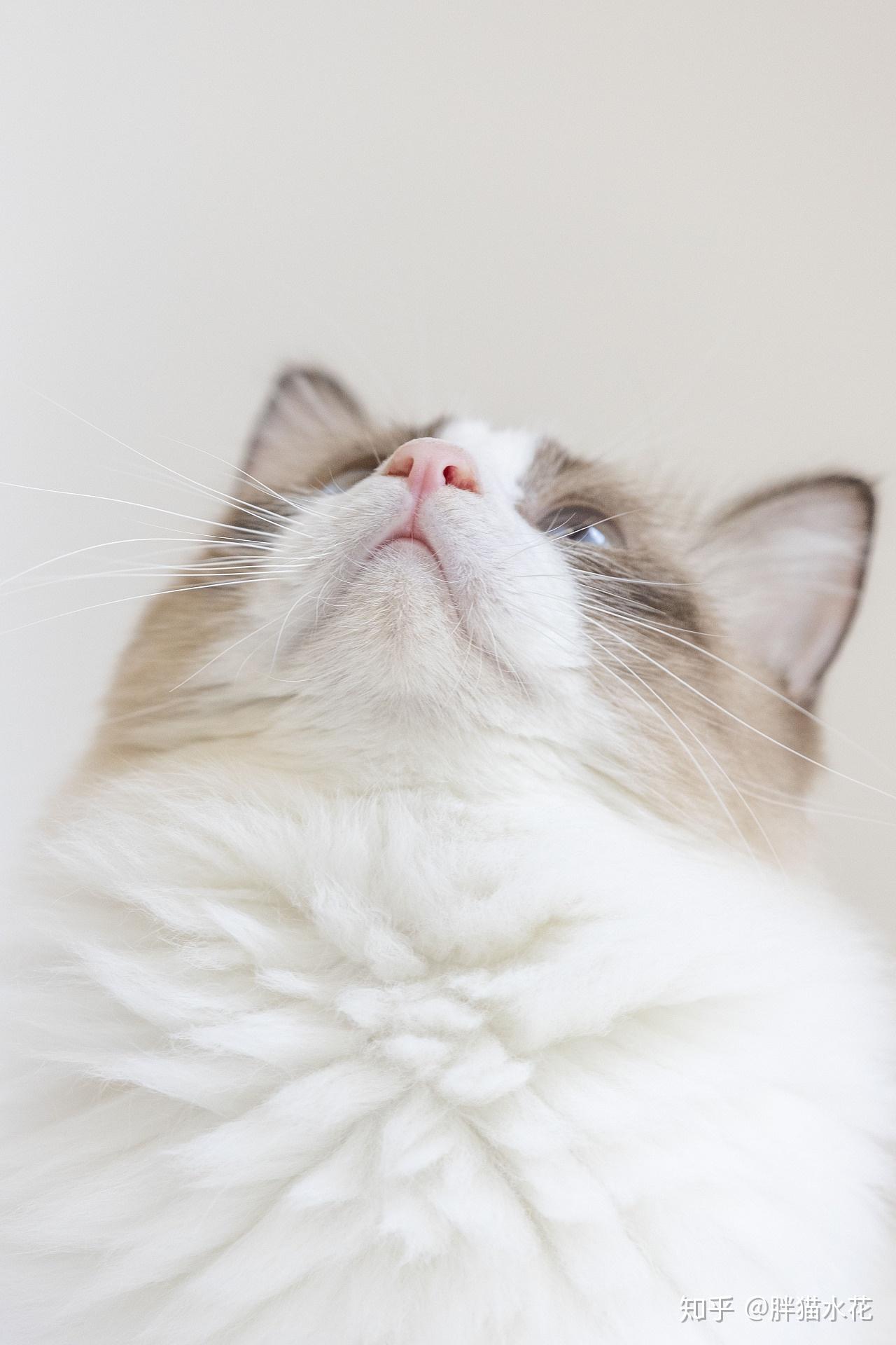 猫咪美毛猫卵磷脂排名 - 知乎