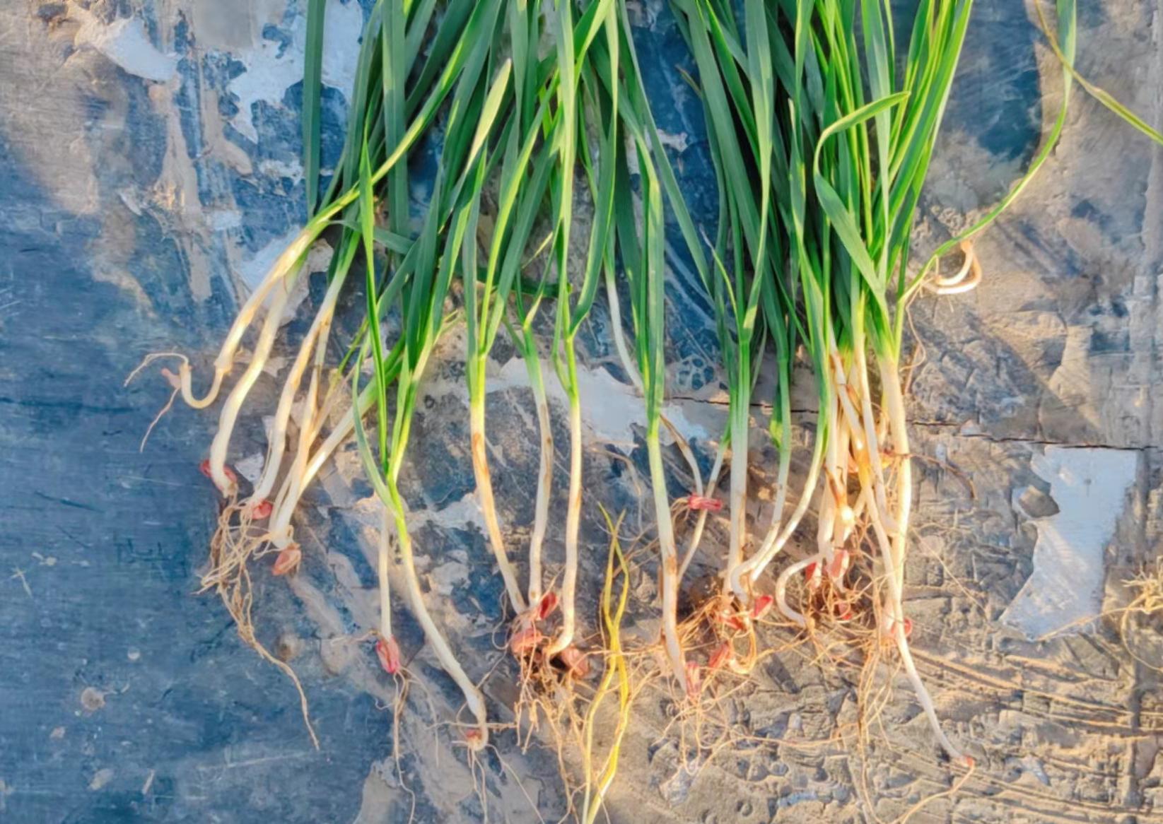 小麦刚出苗根系就有异常咋了一种不常见的病害减产很严重