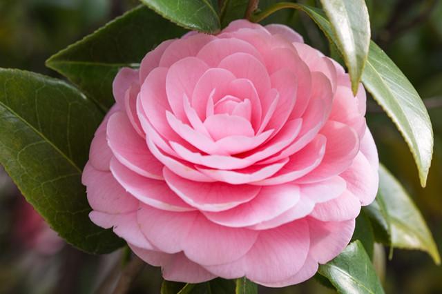 盘点十种名贵常见的山茶花