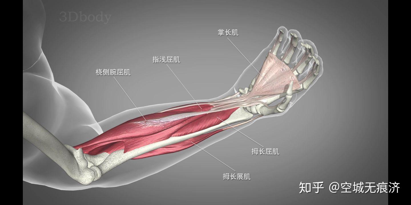 【专业知识】 关节运动模式和参与肌群 - 知乎