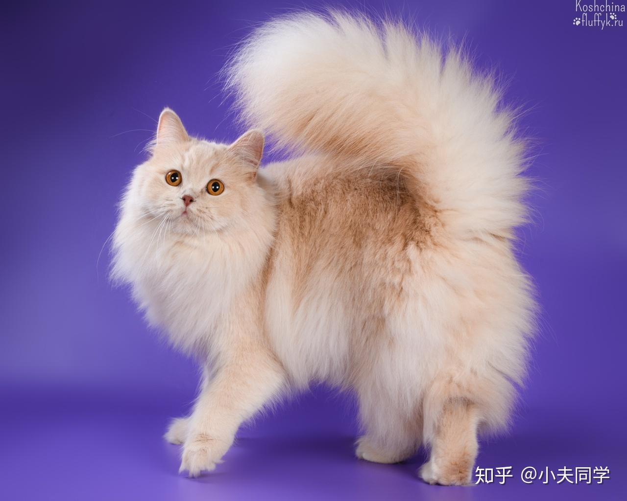 英国长毛猫毛色图鉴(纯色篇) - 知乎