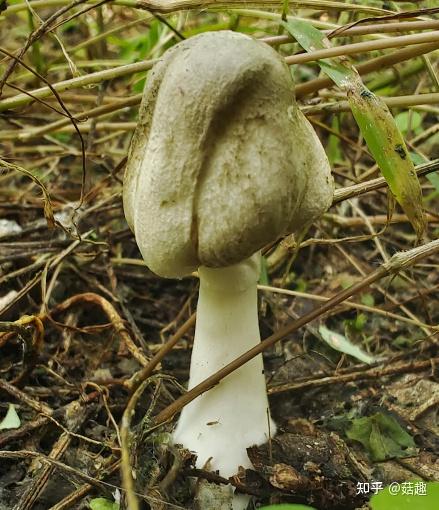 灰褐鳞环柄菇 - 知乎