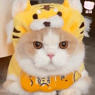 18个网红猫豆包表情包宝贝我来了兔兔祟祟你找我嘛事