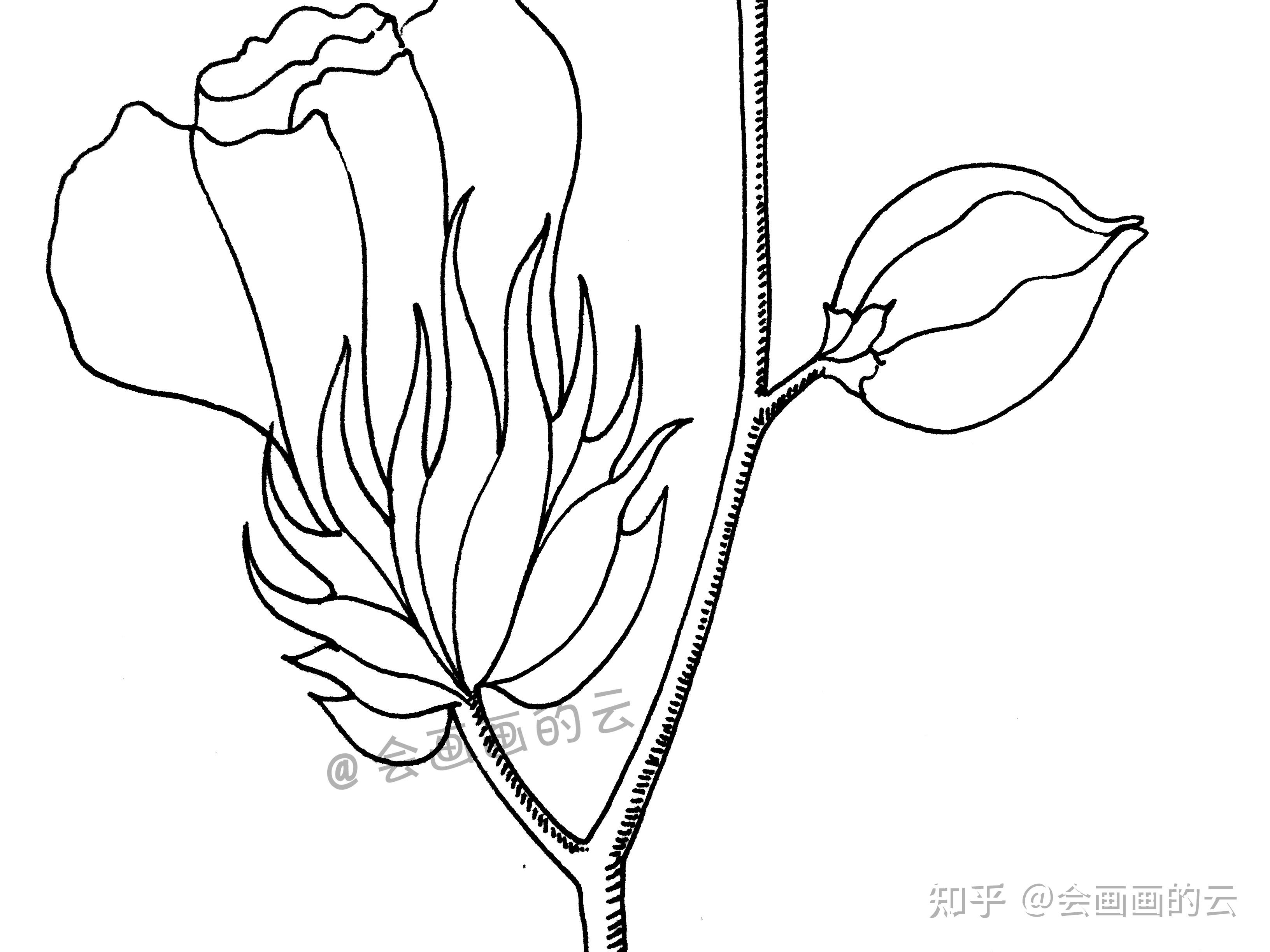 手把手教你画简笔画,一朵可爱的小棉花