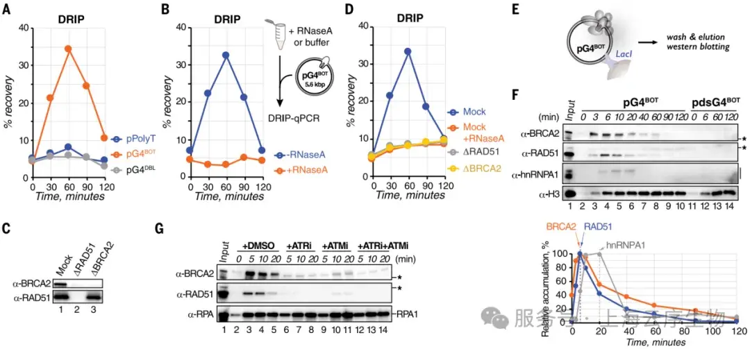 Science重磅揭秘：“G-loop”如何成为基因组稳定的守护者与破坏者？您的研究联合解决方案已上线！ - 知乎